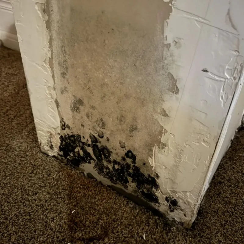 Professional Mold Removal in Jasper County, TX